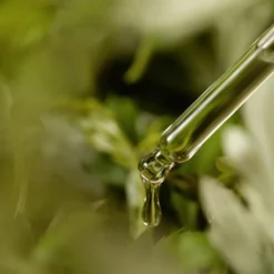 Mugwort Serum