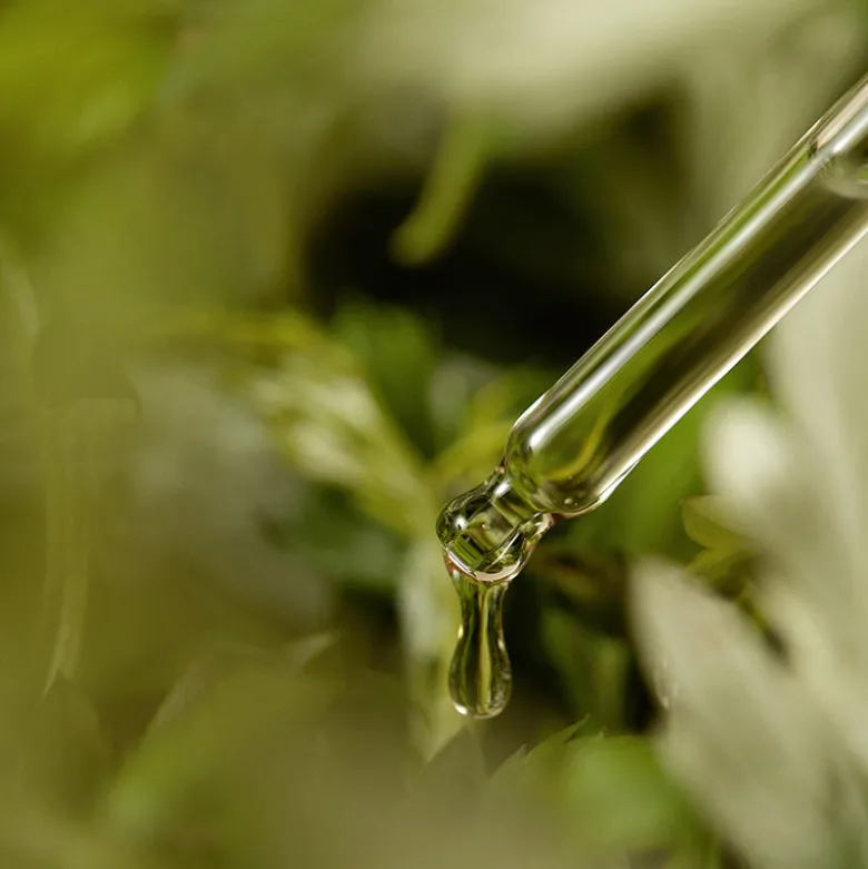 Mugwort Serum