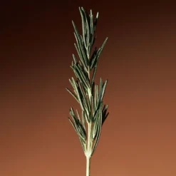 Vitalizing Rosemary Concentrated Essence